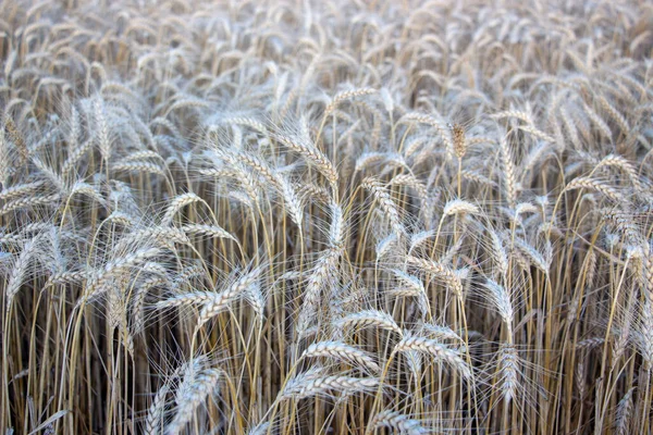 成熟的大麦穗干了 可以收割 成熟的大麦穗在田里 — 图库照片