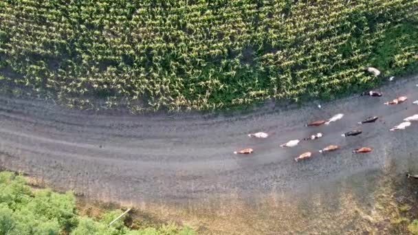 A munkások marhacsordát vezetnek a legelőre vezető úton, felülnézetből a légi kilátást a quadcopterből. — Stock videók