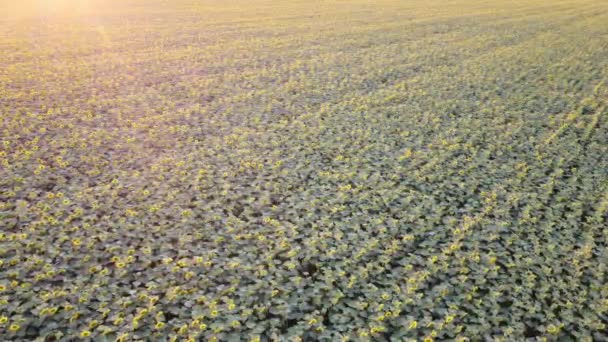 Luftfoto Solsikkefeltet Blomstring Glansen Solens Stråler Linsekammeret Taget Fra Quadcopter – Stock-video