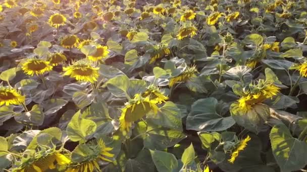 Au-dessus du champ de tournesol regarder autour — Video