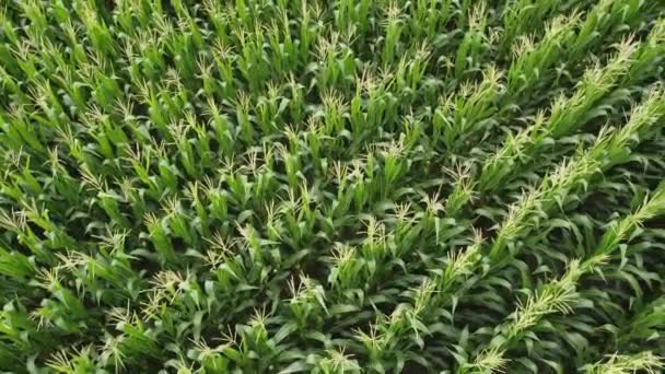 Вид сверху, над кукурузным полем. Зеленые кукурузные стебли, сельское хозяйство, агропромышленность. — стоковое видео