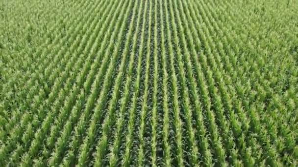 Wonderful green corn field, top view, flying over a corn field. — Stock Video