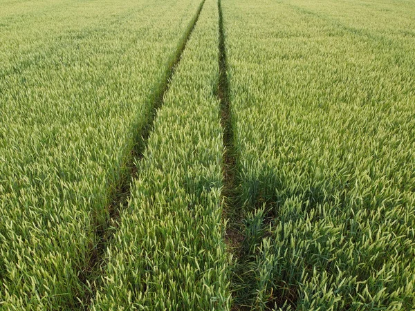 Stopy Traktoru Jsou Zorané Pšeničném Poli Pěstování Zelené Pšenice — Stock fotografie