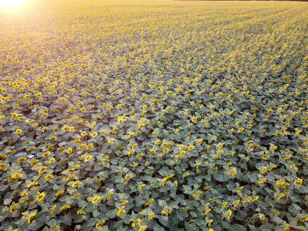 Fondo Hermosos Girasoles Flor Campo Con Resplandor Del Sol Tarde —  Fotos de Stock