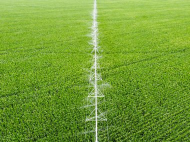 Otomatik sulama sistemi kullanılarak sulanan mısırlı bir tarlanın üst görünümü.