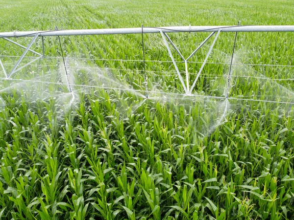 玉米田上的自动浇水系统 农产工业 干旱地区的农业 — 图库照片