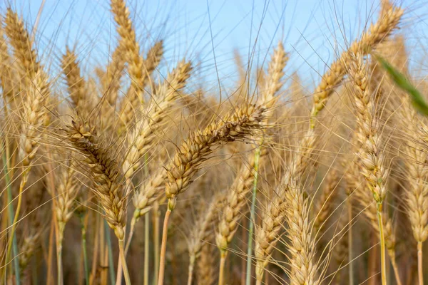 斯皮克利特盛满了大麦粒 成熟的谷物收获 — 图库照片