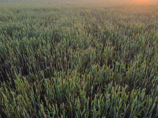 Spille Grano Oscillano Nel Vento Tramonto Raggi Del Sole Vista — Foto Stock