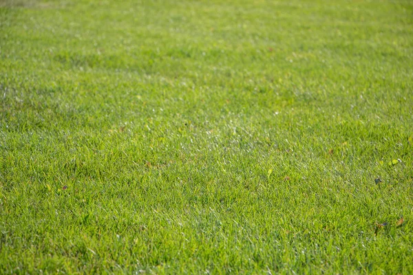 Prato Con Erba Verde Sul Prato — Foto Stock