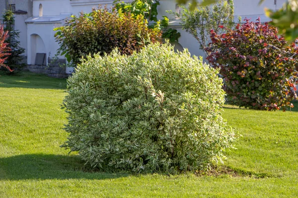 European Cornel Cornus Mas Dogwood Busy Lawn Ornamental Plants Landscaping — стокове фото