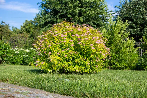 Spirea Giapponese Arbusto Fiorito Che Cresce Prato Giardino Una Pianta — Foto Stock