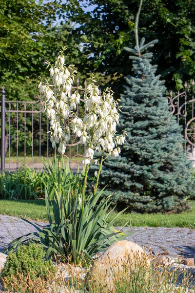 Yuca Creciendo Jardín Una Planta Con Flores Blancas Para Decoración —  Fotos de Stock