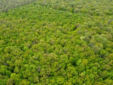 Yeşil orman üst manzarası, hava manzarası.