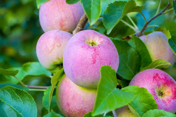 Jablka Florina Visící Stromě — Stock fotografie