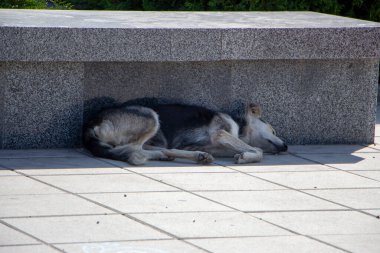 Bir sokak köpeği soğukta meydanda yatıyor.
