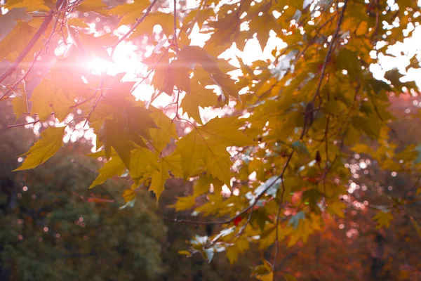 Yellow maple leaves on a background of shining sunlight. Autumn background.