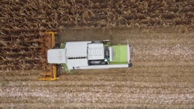 Hasatçı mısırı hasat eder. Hasat makinesinin yardımıyla mısır koçanlarını toplayın. Tarlada olgun mısır