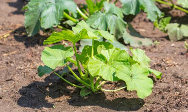 Genç, taze çalılar, bahçedeki kara toprakta kabak..