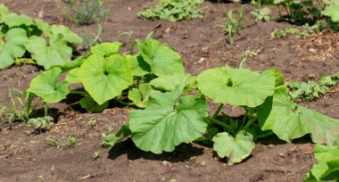 Bahçedeki siyah zeminde taze kabak çalıları..