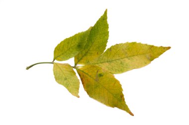 Sonbahar arka planında sonbahar yapraklarıyla izole edilmiş kül dalı.