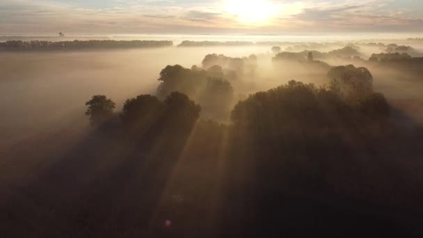 霧の中で朝の太陽と木の影 朝の霧の上にドローン — ストック動画