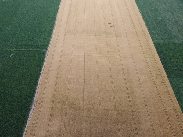 Campos Agrícolas Vista Superior Área Amadurecimento Trigo Que Está Localizado — Fotografia de Stock