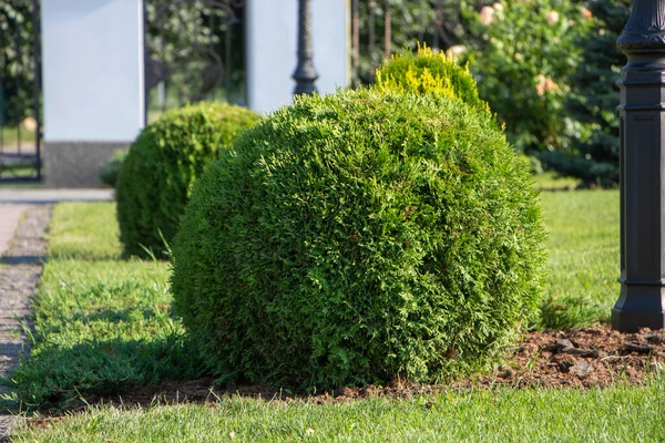 Thuja Sferico Paesaggistica Piante Nel Cortile — Foto Stock