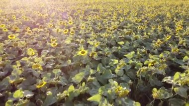 Çiçeklerin açtığı tarım arazisi, ay çiçekleri üzerinde uçan dron, akşam vakti ve parlak güneş ışığı.