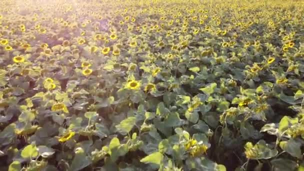 Champ agricole avec tournesols en fleurs, drone survolant les calottes de tournesol, heure du soir et lumière du soleil éclatante. — Video
