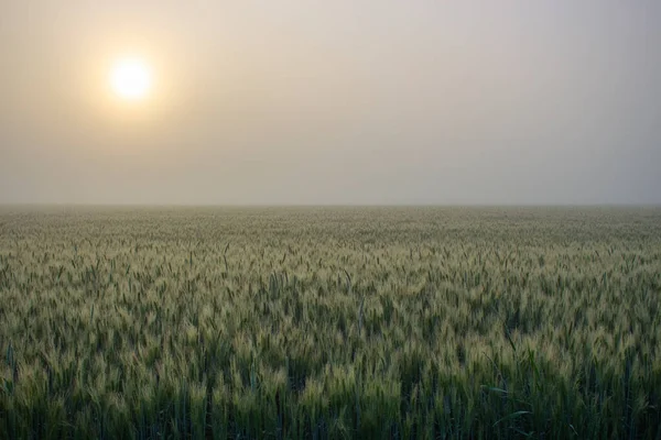 Morgennebel Über Einem Gerstenfeld Die Sonne Bricht Durch Den Dichten — Stockfoto