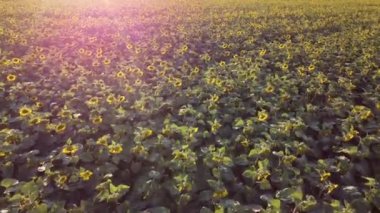 Çiçek açarken bir ayçiçeği tarlasının üzerinden uçmak, akşam günbatımı, güneş ışınlarının parlaklığı.