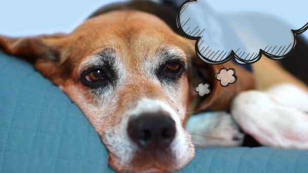 Hund träumt von Urlaub. gelangweiltes Haustierdenken: lustig