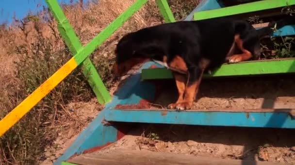 Dachshund, černá barva, se objeví na starém, vysokém, mnohobarevných schodech na pozadí trávy. Pes se bojí přijít dolů, pak je odvážnější, jde. — Stock video