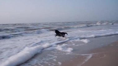 Siyah labrador, sopa arıyorum, deniz sahibi tarafından atılan, köpek dalgalar dışında uzun bir sopa yapar