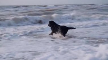 Siyah köpek, dalgalar ve köpük denizde sopa için çalışır ve sahibine döndürür
