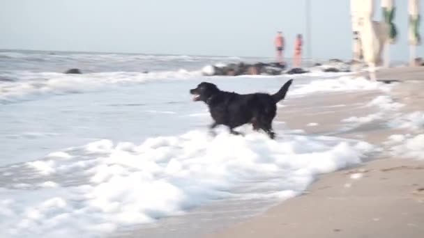Черная собака бежит за палкой в море, находит и вынимает волны и пену — стоковое видео