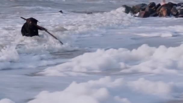 Черная собака приносит хозяину палку, найденную в море с волнами и пеной — стоковое видео