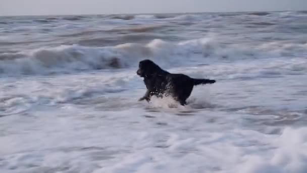 Черная собака, бежит по волнам и пене в море за палкой и возвращает ее владельцу — стоковое видео