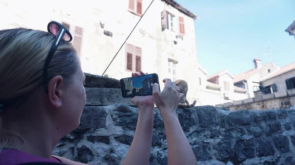 Menina, turista, tira fotos em um telefone celular, um gato vermelho na cidade velha — Fotografia de Stock