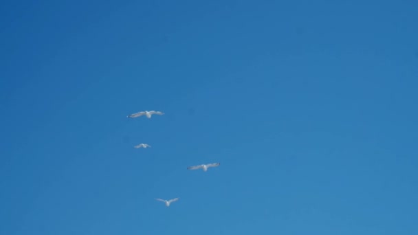 Sekelompok burung camar terbang menjauh ke cakrawala laut, langit biru dengan awan — Stok Video