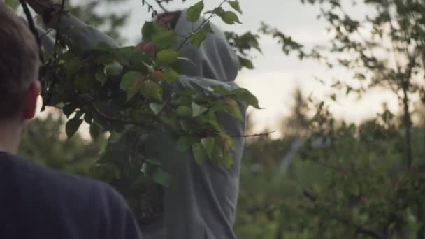 两个朋友从杏仁中采摘水果，然后在花园里的一所避暑别墅里吃 — 图库视频影像