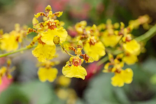 Yellow Flower Garden — Stock Photo, Image