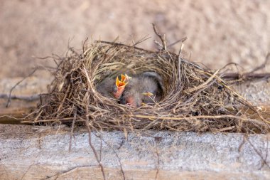 Yuvadaki piliçler yemek istiyor. Kuşlar. Yaban hayatı.
