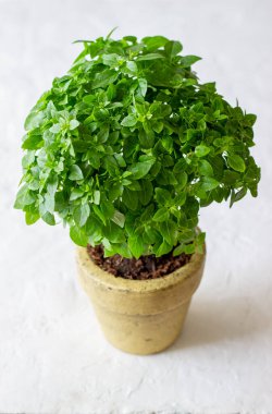 Beyaz arka planda taze yeşil fesleğen. Diyet olsun. Sağlıklı beslenme