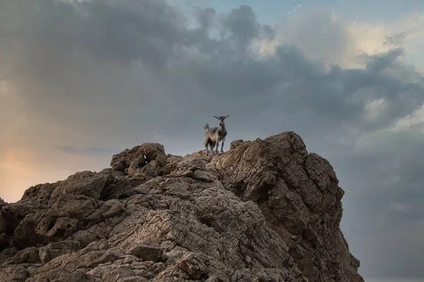 Mascate Omán Alrededor Junio 2020 Una Cabra Montaña Mira Desde —  Fotos de Stock