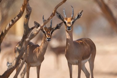 5 Eylül 2020. İki yetişkin Arap ceylanı etraflarına bakmak ve her şeyin güvende olduğundan emin olmak için bir ağacın altından gözetliyor..