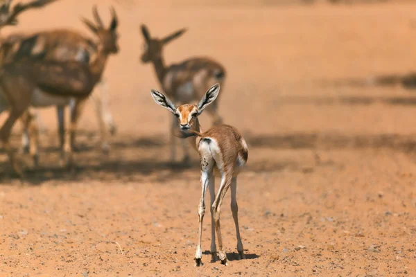 Septembre 2020 Bébé Veau Arabian Gazelle Tourne Tête Vers Arrière — Photo