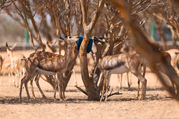 Septembre 2020 Gazelles Arabes Recherche Nourriture Sur Arbre Dans Une — Photo