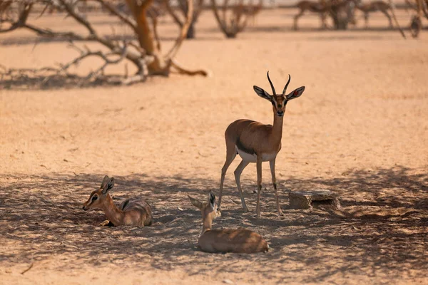 Septembre 2020 Trois Gazelles Arabes Sont Rassemblées Pour Discuter — Photo