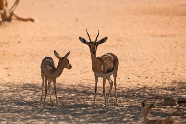 Septembre 2020 Trois Gazelles Arabes Sont Rassemblées Pour Discuter — Photo